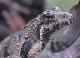 Eastern Cricket Frog